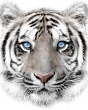 Mikroflanelová detská deka Biely tiger | 120/150