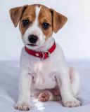 Mikroflanelová detská deka Jack Russel terrier | 120/150